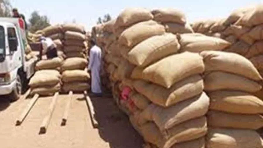 محافظ الإسماعيلية يعلن زيادة كمية القمح المحلي الموردة لموسم 2025 لتتجاوز 28 ألف طن حتى الآن. محافظ الإسماعيلية يعلن زيادة كمية القمح المحلي الموردة لموسم 2025 لتتجاوز 28 ألف طن حتى الآن.