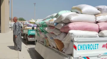 محافظ الجيزة: استلام 66 ألف طن قمح محلي بمراكز التوريد والتخزين منذ بداية موسم الحصاد