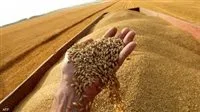 لضمان الأمن الغذائي.. المنيا تتخطى 330 ألف طن من القمح خلال موسم التوريد