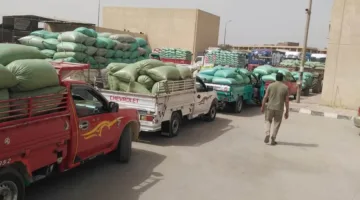 محافظ المنيا: تم توريد أكثر من 442 ألف طن من القمح حتى الوقت الراهن