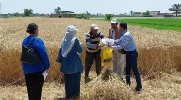 مديرية الزراعة تواصل اعمال حصاد وتوريد القمح بالاسكندرية