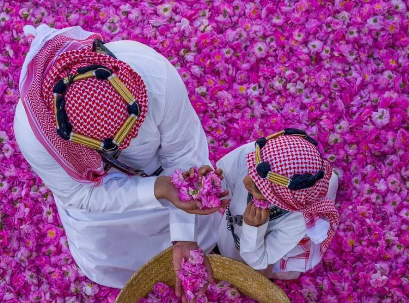 مزارعو ورد الطائف يختتمون موسمهم الثمين مع انتهاء الحصاد مزارعو ورد الطائف يختتمون موسمهم الثمين مع انتهاء الحصاد