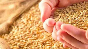 مستشار المفتي يوضح مقدار زكاة الزروع