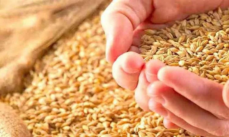 مستشار المفتي يوضح مقدار زكاة الزروع مستشار المفتي يوضح مقدار زكاة الزروع