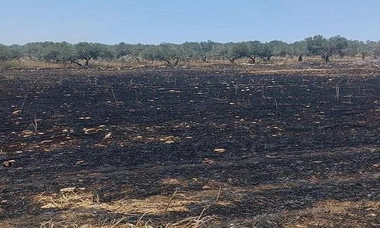 مستوطنون يشعلون النيران في 40 دونمًا مزروعة بالقمح في سبسطية بالقرب من نابلس مستوطنون يشعلون النيران في 40 دونمًا مزروعة بالقمح في سبسطية بالقرب من نابلس