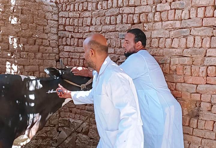 مكتب الطب البيطري في أسوان: تطعيم 40 ألف رأس من الحيوانات الحية مكتب الطب البيطري في أسوان: تطعيم 40 ألف رأس من الحيوانات الحية