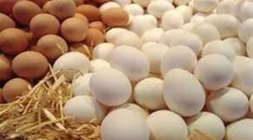 منتجى الدواجن: تراجع أسعار بيض المائدة في مصر رغم ارتفاعه عالميا