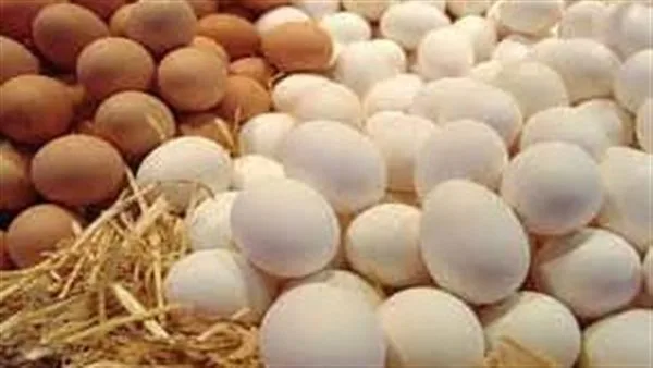 منتجى الدواجن: تراجع أسعار بيض المائدة في مصر رغم ارتفاعه عالميا منتجى الدواجن: تراجع أسعار بيض المائدة في مصر رغم ارتفاعه عالميا