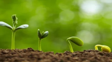 موجات الحر والجفاف تقلص قدرة النباتات على امتصاص ثاني أكسيد الكربون