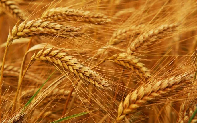 نقيب الفلاحين: معدلات توريد الأقماح طبيعية ونتوقع توريد 4 مليون طن هذا الموسم نقيب الفلاحين: معدلات توريد الأقماح طبيعية ونتوقع توريد 4 مليون طن هذا الموسم