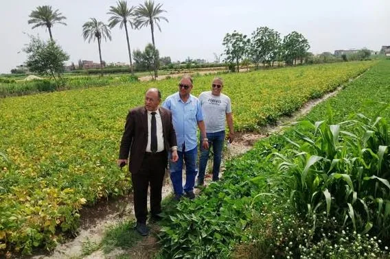 وكيل زراعة البحيرة يقوم بزيارة محصول الفاصوليا في حوش عيسى ويثني على جودته وكيل زراعة البحيرة يقوم بزيارة محصول الفاصوليا في حوش عيسى ويثني على جودته