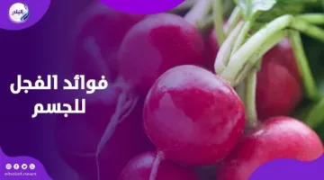 هل تعرف ماذا يفعل الفجل الأحمر بجسمك؟