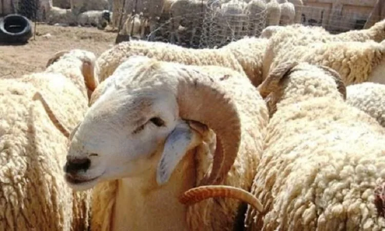 هل يمكن شراء أضحية بنظام التقسيط؟