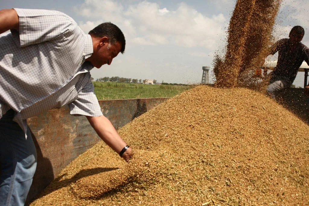 وزارة التموين تستعرض إمكانية زيادة استيراد القمح من بلغاريا