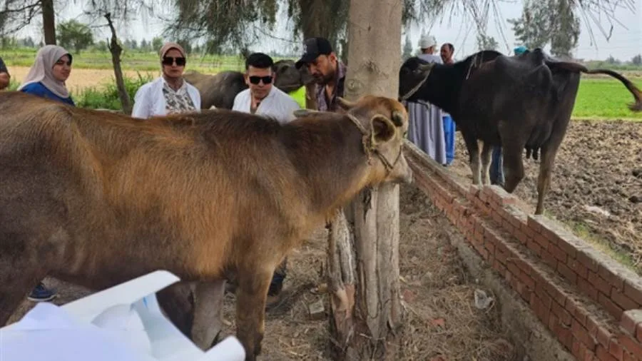 وزارة الزراعة تطلق حملات بيطرية مجانية لرعاية أكثر من 15 ألف حيوان وطائر في 10 محافظات وزارة الزراعة تطلق حملات بيطرية مجانية لرعاية أكثر من 15 ألف حيوان وطائر في 10 محافظات