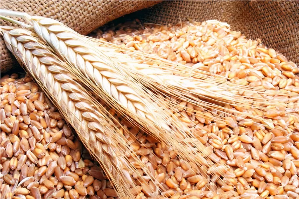 وزير التموين: زيادة واردات القمح المستورد إلى 5 ملايين طن منذ بداية السنة المالية وزير التموين: زيادة واردات القمح المستورد إلى 5 ملايين طن منذ بداية السنة المالية