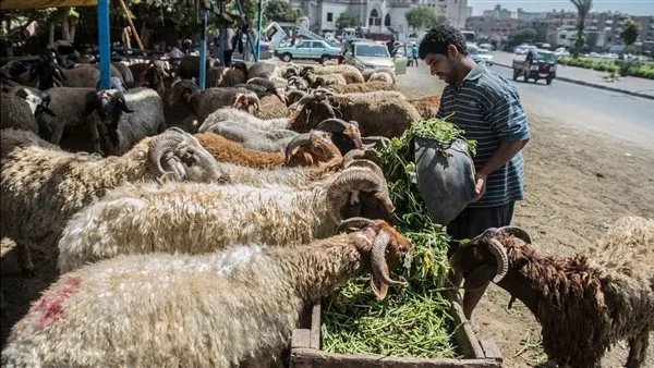 1466 رأسًا.. الجيزة تتربع على رأس قائمة المحافظات من حيث عدد الأضاحي 1466 رأسًا.. الجيزة تتربع على رأس قائمة المحافظات من حيث عدد الأضاحي