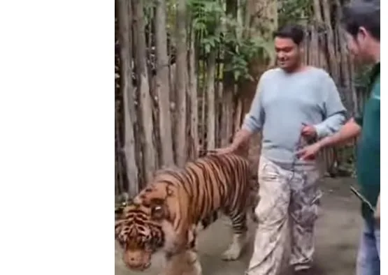 «حاول التقاط صورة سيلفي معه».. نمر ضخم يهاجم سائح (فيديو) «حاول التقاط صورة سيلفي معه».. نمر ضخم يهاجم سائح (فيديو)