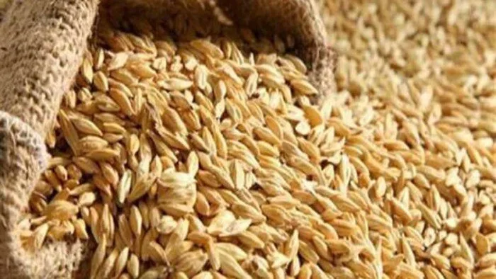 سعر كيلو الأرز الشعير اليوم، الأحد 1 يونيو 2025. سعر كيلو الأرز الشعير اليوم، الأحد 1 يونيو 2025.