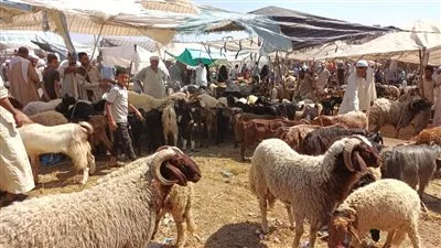 دليل شامل لأسعار أضاحي عيد الأضحى لعام 2025 دليل شامل لأسعار أضاحي عيد الأضحى لعام 2025