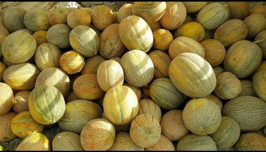 شمام الأحساء يهدئ حرارة فصل الصيف
