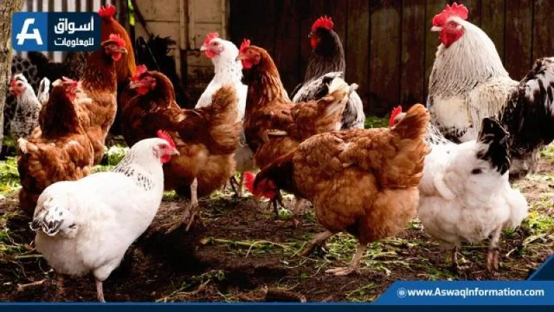 أسعار الدجاج الأبيض اليوم الأحد في المزرعة أسعار الدجاج الأبيض اليوم الأحد في المزرعة