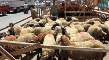 وزارة الزراعة ترفع مستوى جهودها لمراقبة أماكن بيع الأضاحي لضمان سلامتها