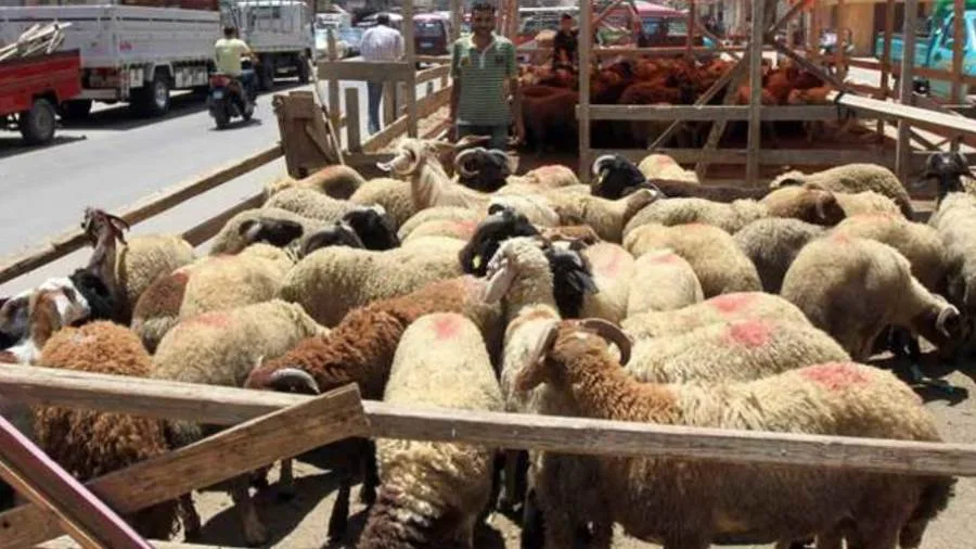 وزارة الزراعة ترفع مستوى جهودها لمراقبة أماكن بيع الأضاحي لضمان سلامتها وزارة الزراعة ترفع مستوى جهودها لمراقبة أماكن بيع الأضاحي لضمان سلامتها