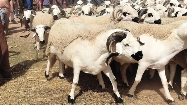 طرق تجنب الإجهاد الحراري خلال احتفالات عيد الأضحى في فصل الصيف طرق تجنب الإجهاد الحراري خلال احتفالات عيد الأضحى في فصل الصيف