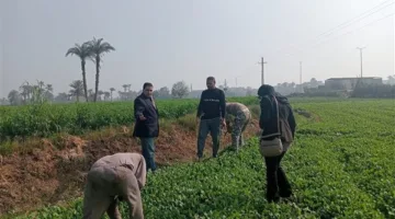 “الزراعة” تشرع في تنفيذ استراتيجيات الدمج بين الزراعة الآلية وتحسين الأراضي لدعم المزارعين.