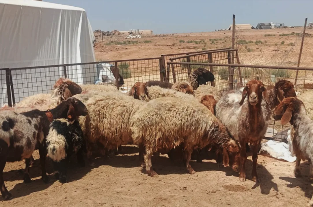 استكشف أسعار الأضاحي في قطر ودول الخليج والعالم العربي مع اقتراب عيد الأضحى. استكشف أسعار الأضاحي في قطر ودول الخليج والعالم العربي مع اقتراب عيد الأضحى.