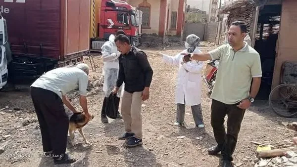 حملة لتلقيح الكلاب المشردة ضد داء الكلب في ميت أبو غالب بدمياط حملة لتلقيح الكلاب المشردة ضد داء الكلب في ميت أبو غالب بدمياط