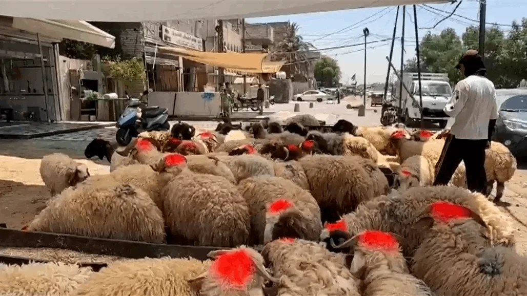 انخفاض الطلب على شراء أضاحي العيد نتيجة للحمى النزفية وارتفاع الأسعار! انخفاض الطلب على شراء أضاحي العيد نتيجة للحمى النزفية وارتفاع الأسعار!