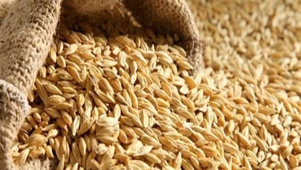 أسعار الأرز الشعير للطن اليوم، الاثنين 2 يونيو أسعار الأرز الشعير للطن اليوم، الاثنين 2 يونيو