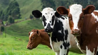 ما هو حكم تخدير الأضحية قبل عملية الذبح؟.. إجابة من دار الإفتاء ما هو حكم تخدير الأضحية قبل عملية الذبح؟.. إجابة من دار الإفتاء