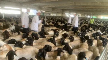 وزير الزراعة يراقب نشاط البعثة البيطرية المصرية المسؤولة عن الإشراف على الهدي والأضاحي في السعودية