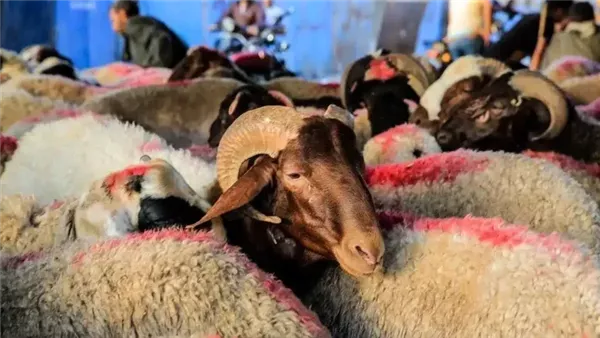 إعلان خطة توزيع لحوم الأضاحي في 60 قرية بمحافظة الغربية إعلان خطة توزيع لحوم الأضاحي في 60 قرية بمحافظة الغربية