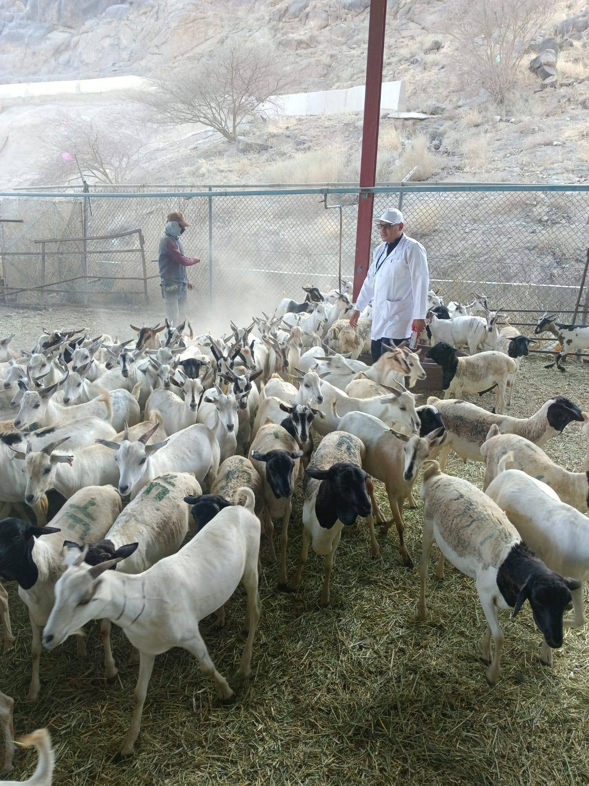 الزراعة
