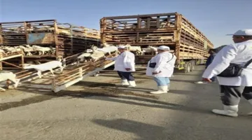 وزير الزراعة يراقب مهام البعثة البيطرية المصرية لمتابعة الأضاحي في المملكة العربية السعودية