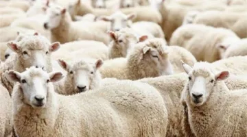 هل يُسمح بتعدد الأضاحي في منزل واحد؟… عضو من مركز الأزهر يوضح الأمر.
