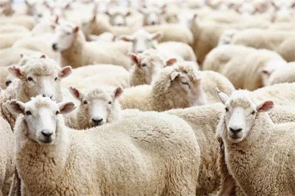 هل يُسمح بتعدد الأضاحي في منزل واحد؟… عضو من مركز الأزهر يوضح الأمر. هل يُسمح بتعدد الأضاحي في منزل واحد؟… عضو من مركز الأزهر يوضح الأمر.