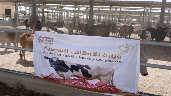 وزارة الأوقاف تستمر في استلام الأضاحي المستوردة: كل التفاصيل