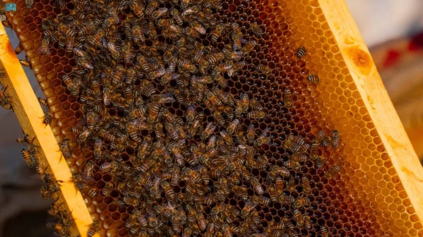 محمية الملك عبدالعزيز تشرع في منح تصاريح لتربية النحل محمية الملك عبدالعزيز تشرع في منح تصاريح لتربية النحل
