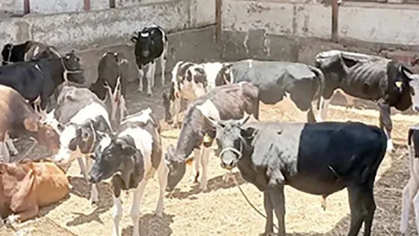 نصائح تاجر مواشي للمواطنين عند شراء الأضحية (فيديو) نصائح تاجر مواشي للمواطنين عند شراء الأضحية (فيديو)