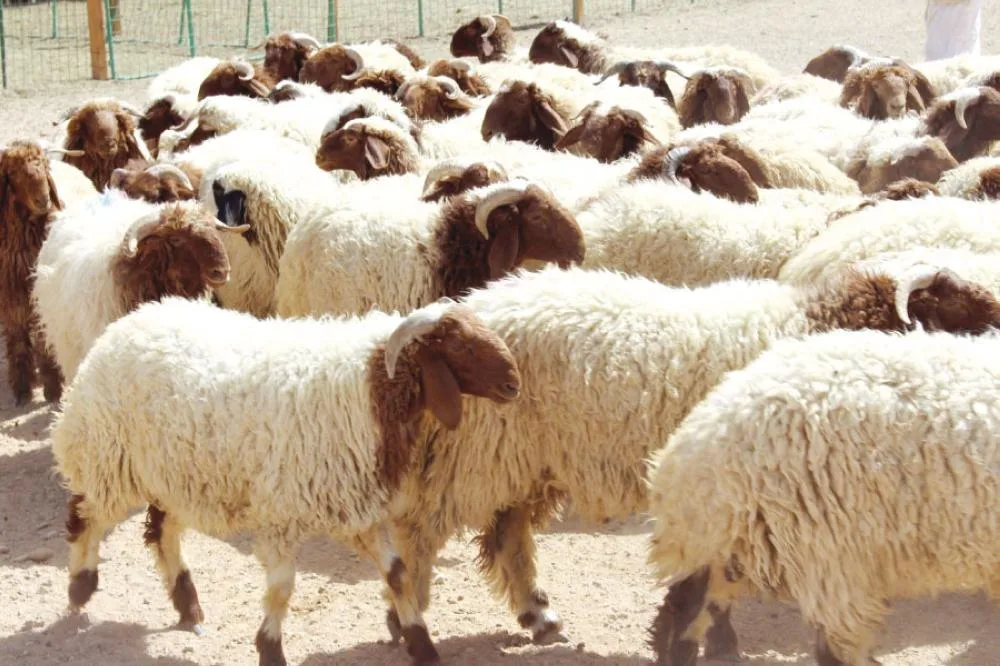 غرامة قدرها 10 آلاف جنيه لمن يتجاوز القوانين الخاصة بذبح الأضاحي غرامة قدرها 10 آلاف جنيه لمن يتجاوز القوانين الخاصة بذبح الأضاحي