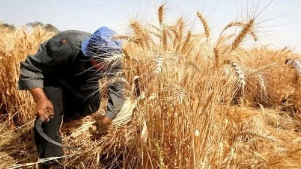 وزير الزراعة: تسليم 4 ملايين طن من القمح ونسعى لتحقيق الاكتفاء الذاتي وزير الزراعة: تسليم 4 ملايين طن من القمح ونسعى لتحقيق الاكتفاء الذاتي