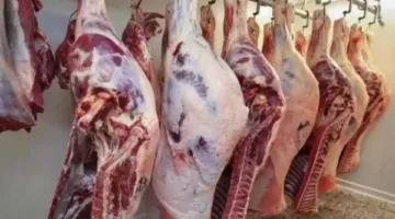الوادي الجديد تعرض لحوم محلية بسعر 280 جنيها للكيلو