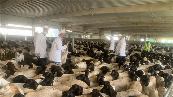مصر ترسل 220 طبيبًا بيطريًا إلى السعودية لمتابعة عمليات ذبح الأضاحي مصر ترسل 220 طبيبًا بيطريًا إلى السعودية لمتابعة عمليات ذبح الأضاحي