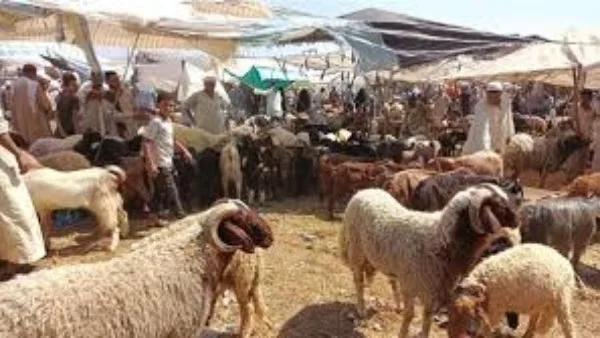 التنمية المحلية: قواعد مشددة لذبح الأضاحي تحضيرًا لعيد الأضحى التنمية المحلية: قواعد مشددة لذبح الأضاحي تحضيرًا لعيد الأضحى