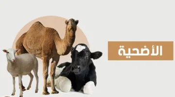ما هو النوع الأفضل من الأنعام للأضحية؟.. رد الإفتاء